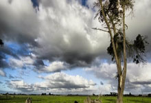 澳大利亚跳水选手大放异彩夺得铜牌